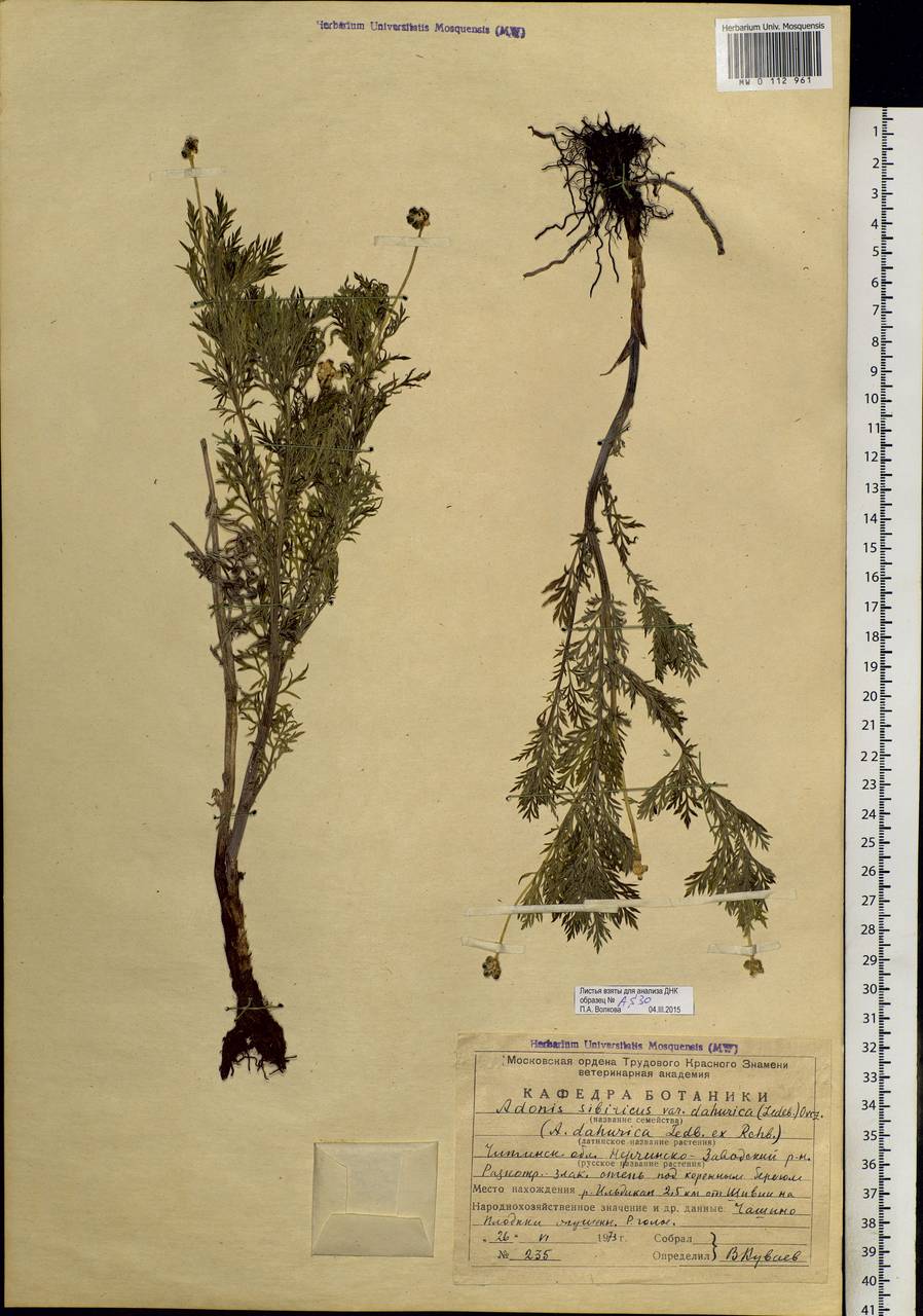 Adonis sibirica Patrin ex Ledeb., Siberia, Baikal & Transbaikal region (S4) (Russia)