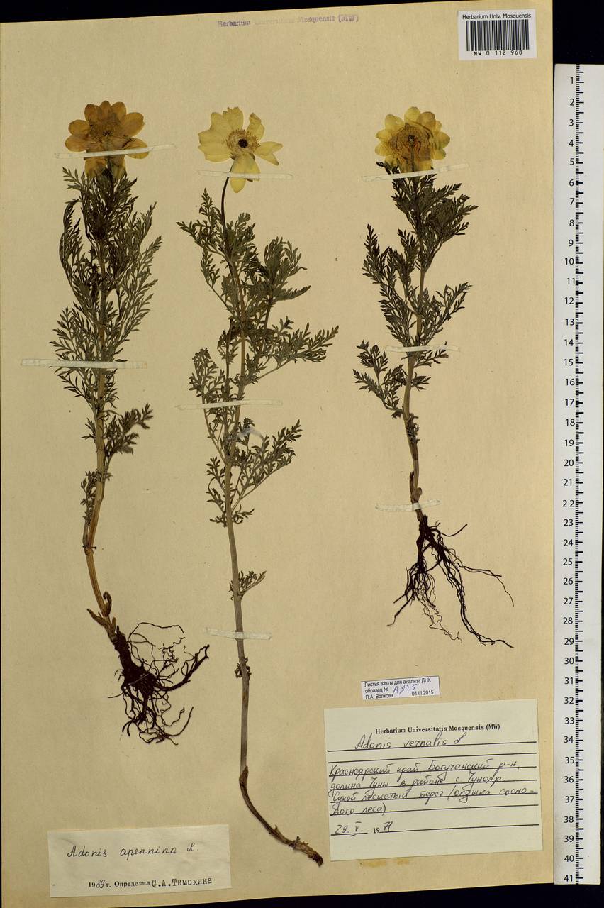 Adonis sibirica Patrin ex Ledeb., Siberia, Central Siberia (S3) (Russia)