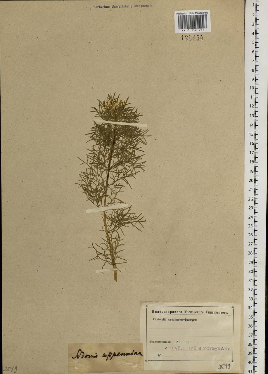 Adonis sibirica Patrin ex Ledeb., Siberia, Altai & Sayany Mountains (S2) (Russia)