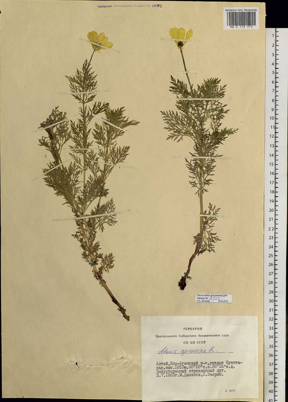 Adonis sibirica Patrin ex Ledeb., Siberia, Altai & Sayany Mountains (S2) (Russia)