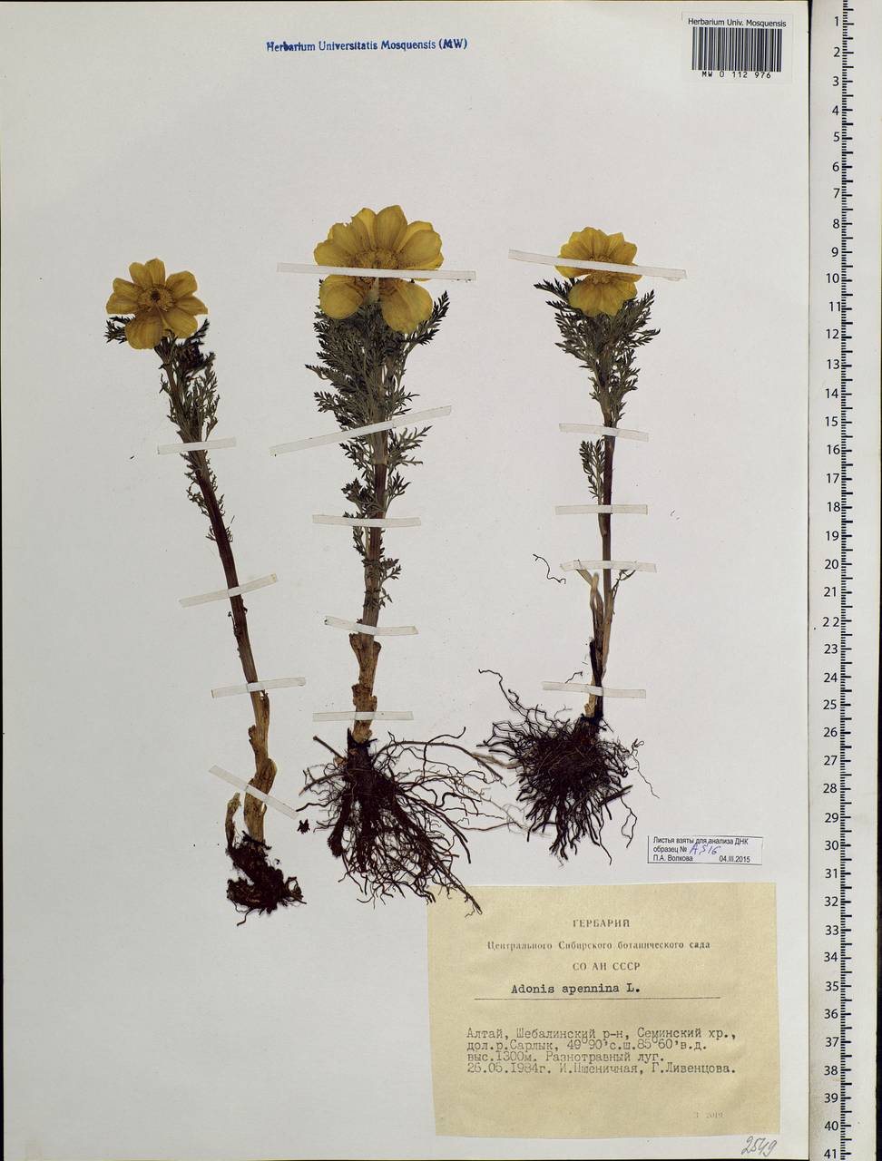 Adonis sibirica Patrin ex Ledeb., Siberia, Altai & Sayany Mountains (S2) (Russia)