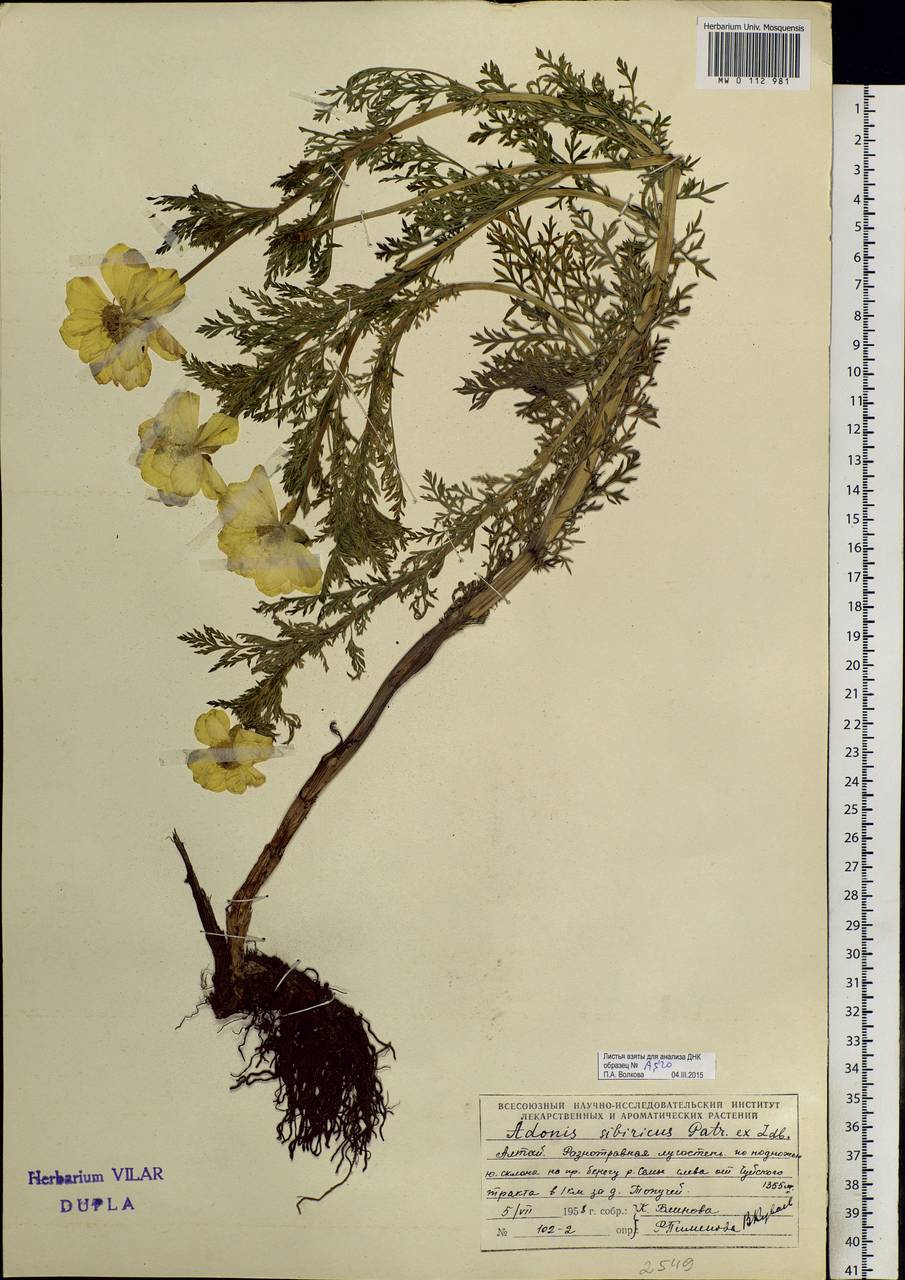 Adonis sibirica Patrin ex Ledeb., Siberia, Altai & Sayany Mountains (S2) (Russia)
