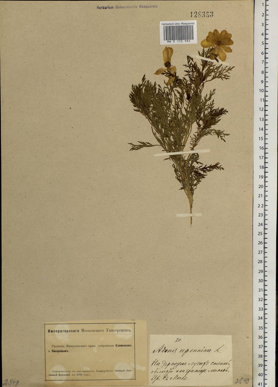 Adonis sibirica Patrin ex Ledeb., Siberia, Altai & Sayany Mountains (S2) (Russia)