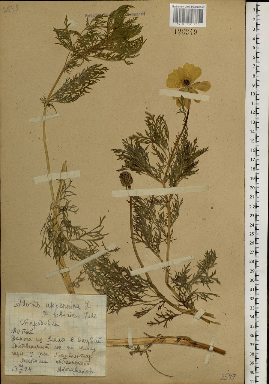 Adonis sibirica Patrin ex Ledeb., Siberia, Altai & Sayany Mountains (S2) (Russia)