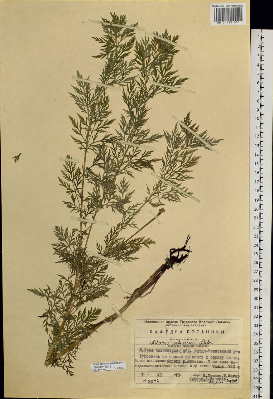 Adonis sibirica Patrin ex Ledeb., Eastern Europe, Eastern region (E10) (Russia)