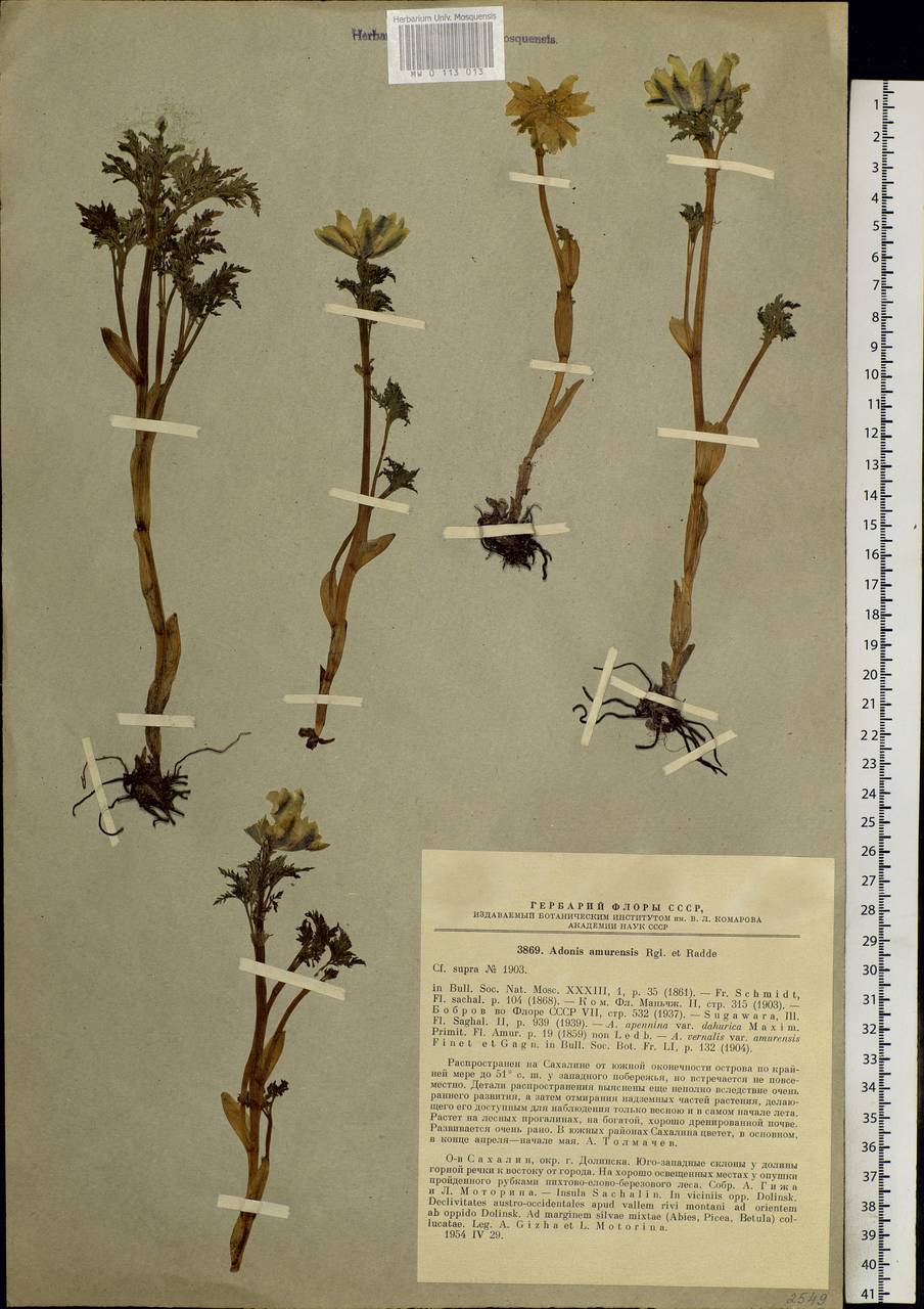 Adonis amurensis Regel & Radde, Siberia, Russian Far East (S6) (Russia)