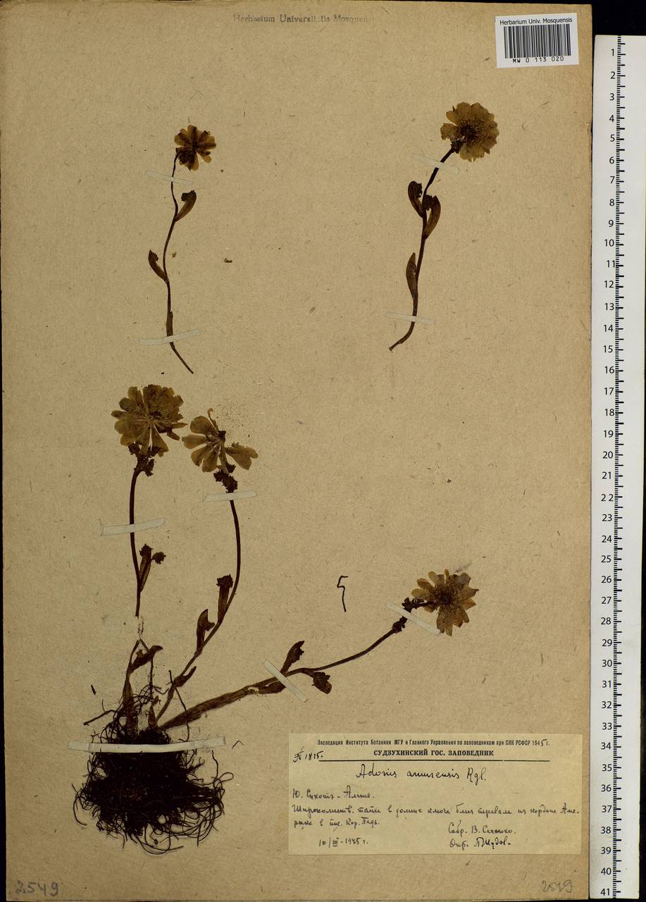 Adonis amurensis Regel & Radde, Siberia, Russian Far East (S6) (Russia)