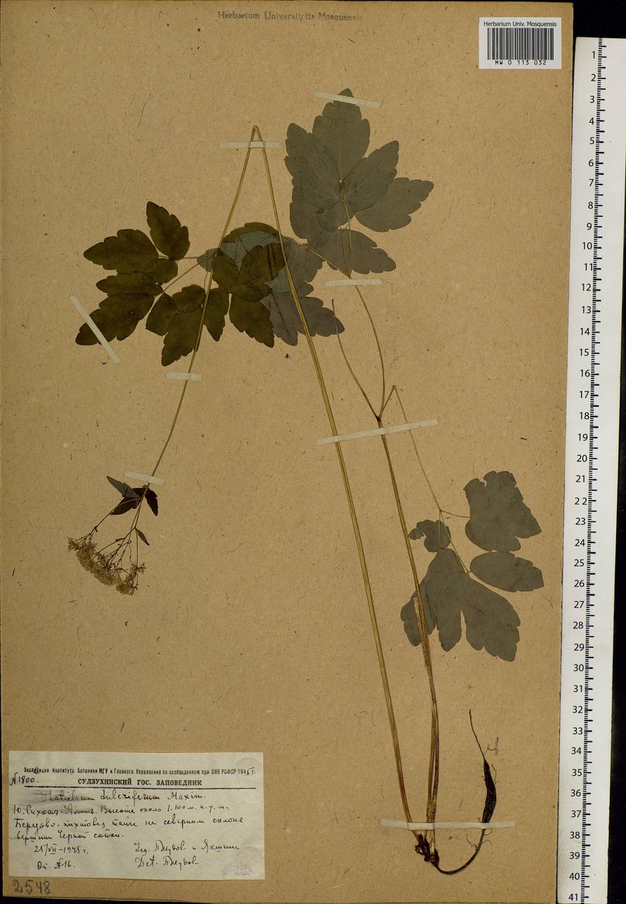 Thalictrum tuberiferum Maxim., Siberia, Russian Far East (S6) (Russia)