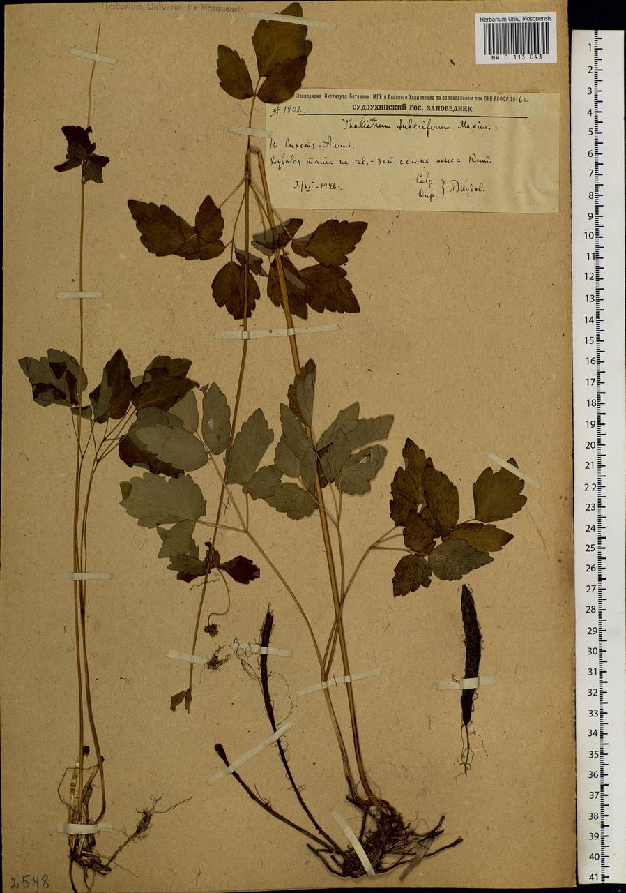 Thalictrum tuberiferum Maxim., Siberia, Russian Far East (S6) (Russia)