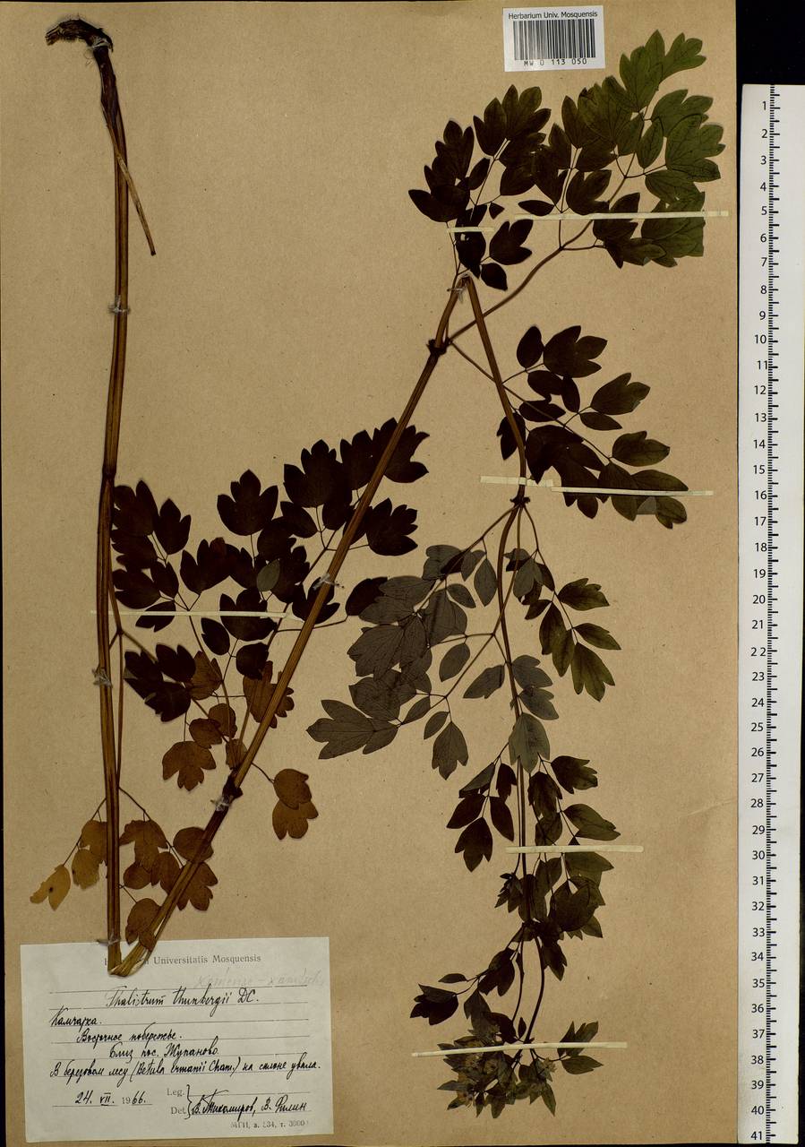 Thalictrum minus subsp. thunbergii (DC.) Vorosch., Siberia, Chukotka & Kamchatka (S7) (Russia)