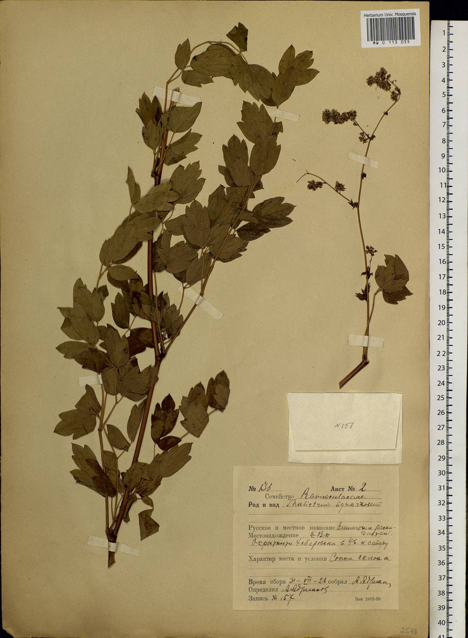 Thalictrum squarrosum Stephan ex Willd., Siberia, Russian Far East (S6) (Russia)