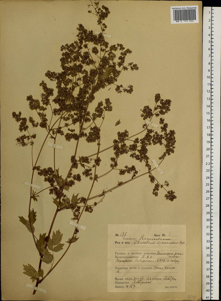 Thalictrum squarrosum Stephan ex Willd., Siberia, Russian Far East (S6) (Russia)