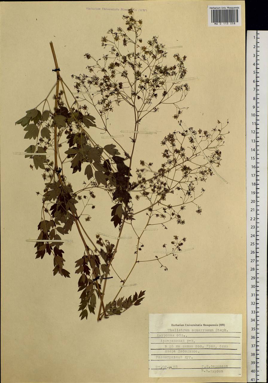 Thalictrum squarrosum Stephan ex Willd., Siberia, Russian Far East (S6) (Russia)