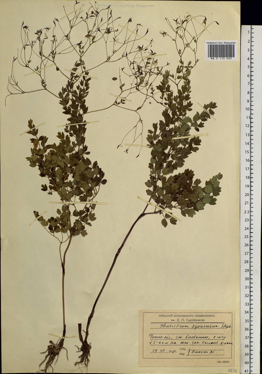Thalictrum squarrosum Stephan ex Willd., Siberia, Baikal & Transbaikal region (S4) (Russia)