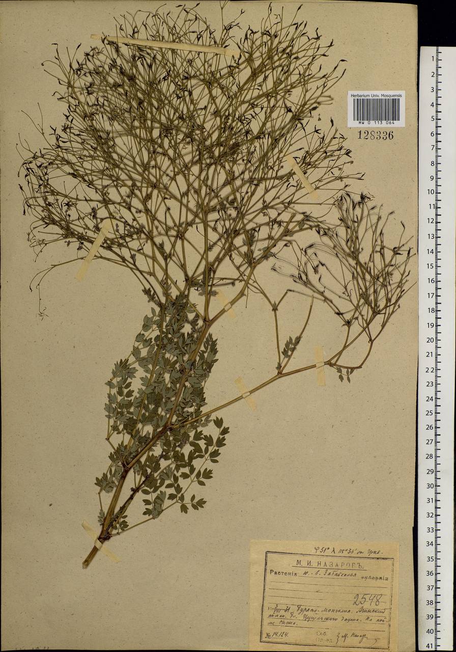 Thalictrum squarrosum Stephan ex Willd., Siberia, Baikal & Transbaikal region (S4) (Russia)