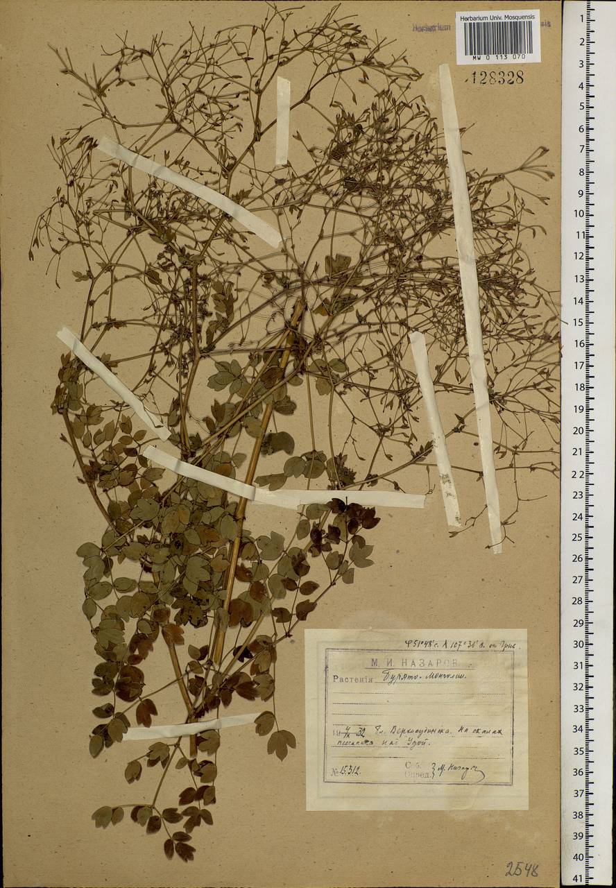 Thalictrum squarrosum Stephan ex Willd., Siberia, Baikal & Transbaikal region (S4) (Russia)
