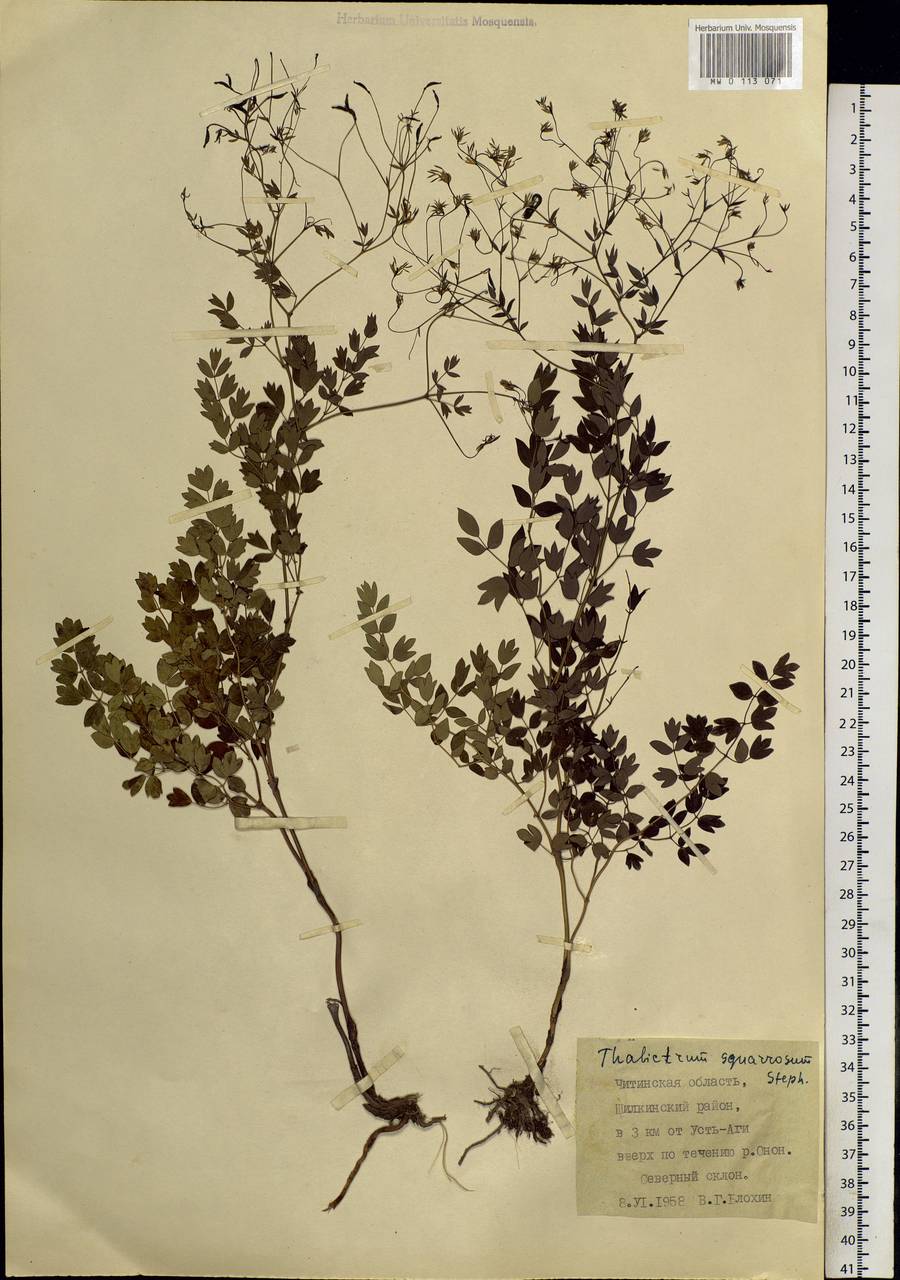 Thalictrum squarrosum Stephan ex Willd., Siberia, Baikal & Transbaikal region (S4) (Russia)