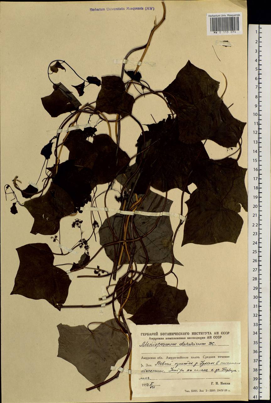 Menispermum dauricum DC., Siberia, Russian Far East (S6) (Russia)
