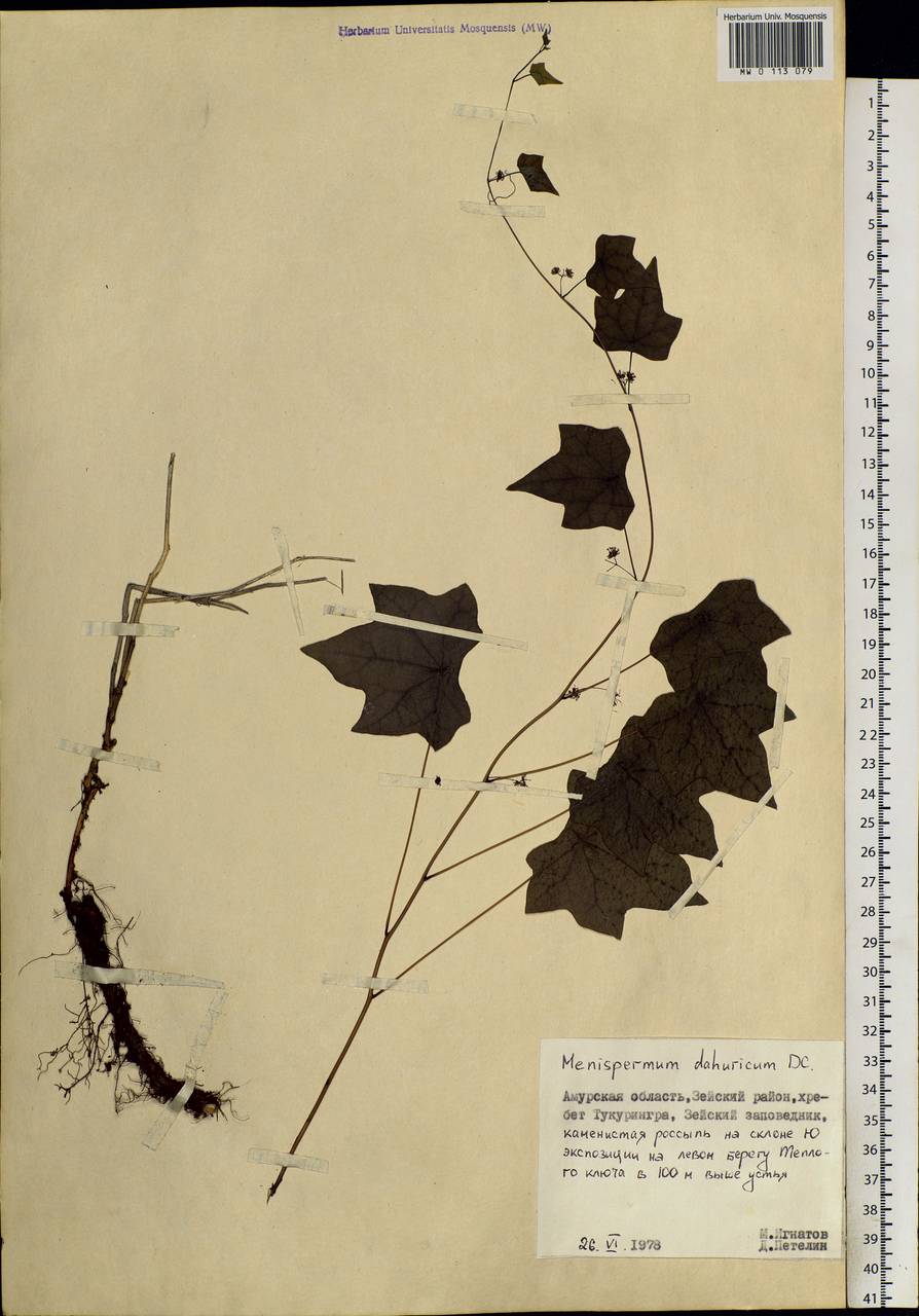 Menispermum dauricum DC., Siberia, Russian Far East (S6) (Russia)