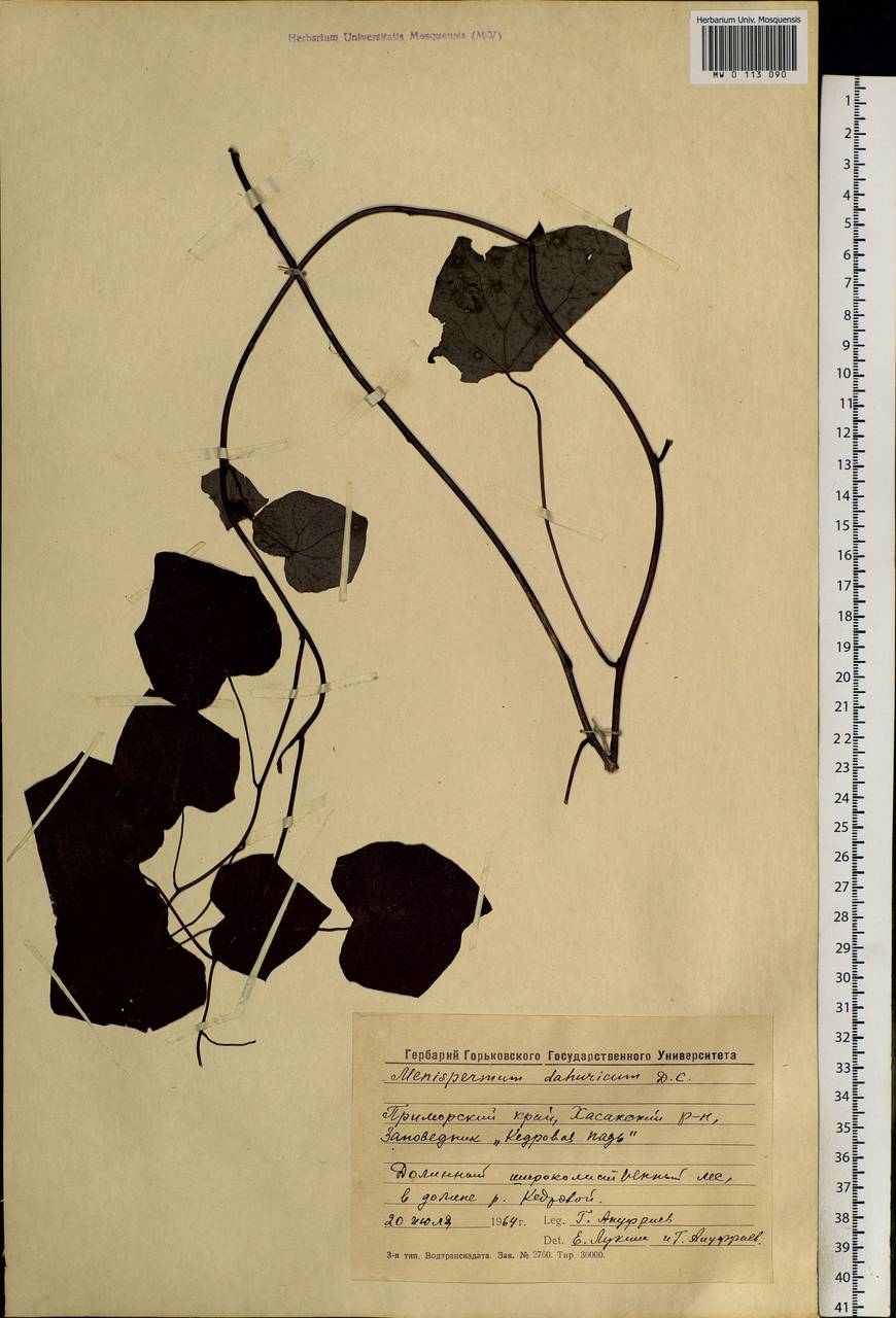 Menispermum dauricum DC., Siberia, Russian Far East (S6) (Russia)