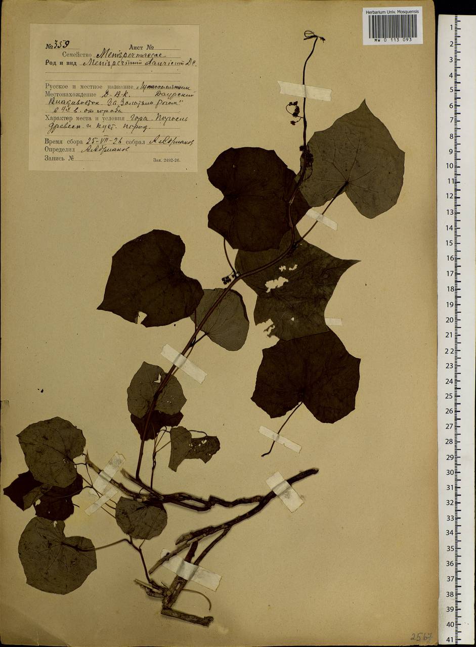 Menispermum dauricum DC., Siberia, Russian Far East (S6) (Russia)