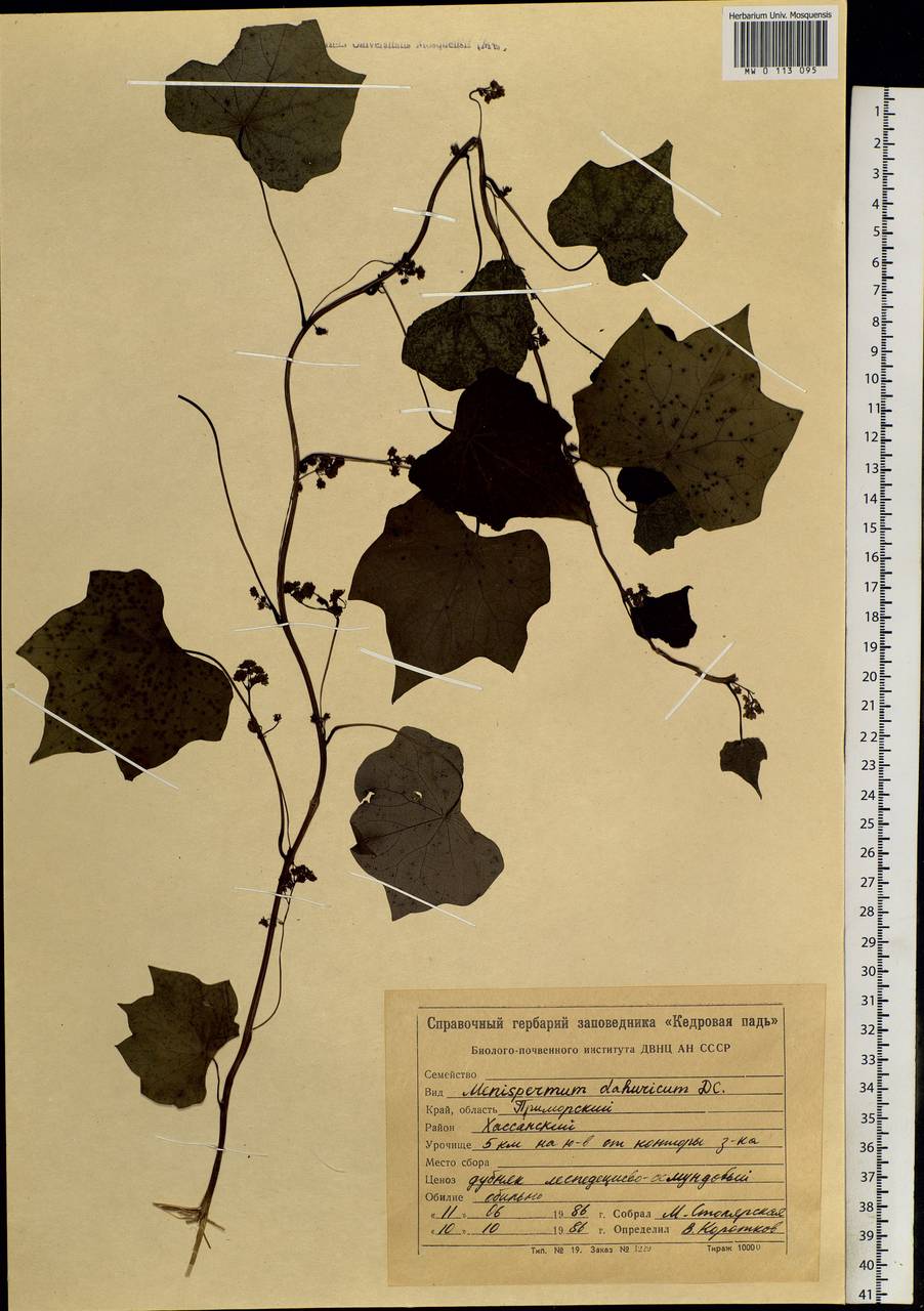 Menispermum dauricum DC., Siberia, Russian Far East (S6) (Russia)