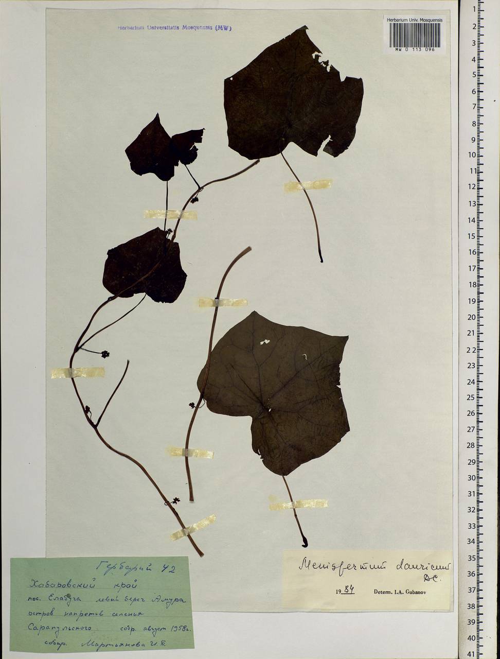 Menispermum dauricum DC., Siberia, Russian Far East (S6) (Russia)