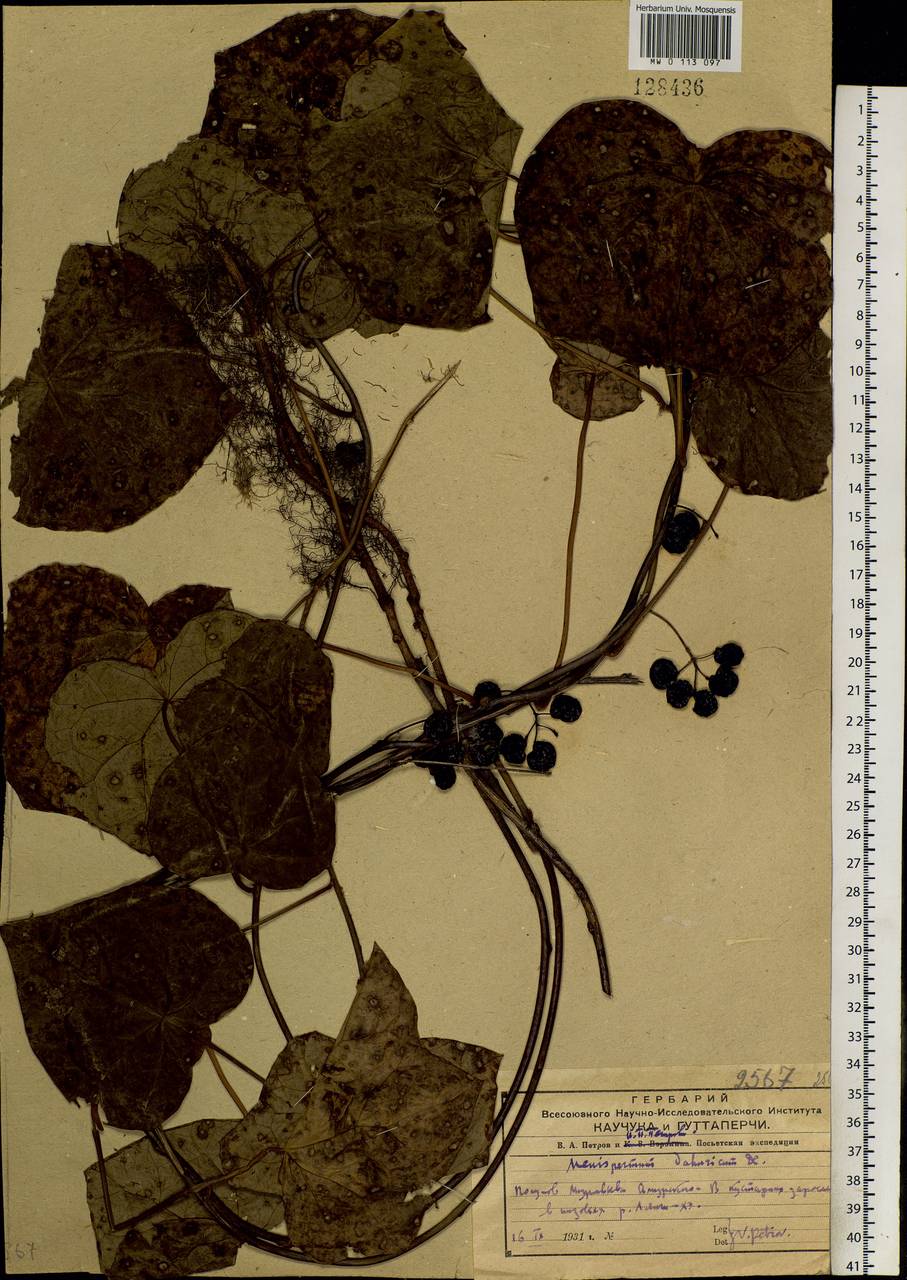 Menispermum dauricum DC., Siberia, Russian Far East (S6) (Russia)