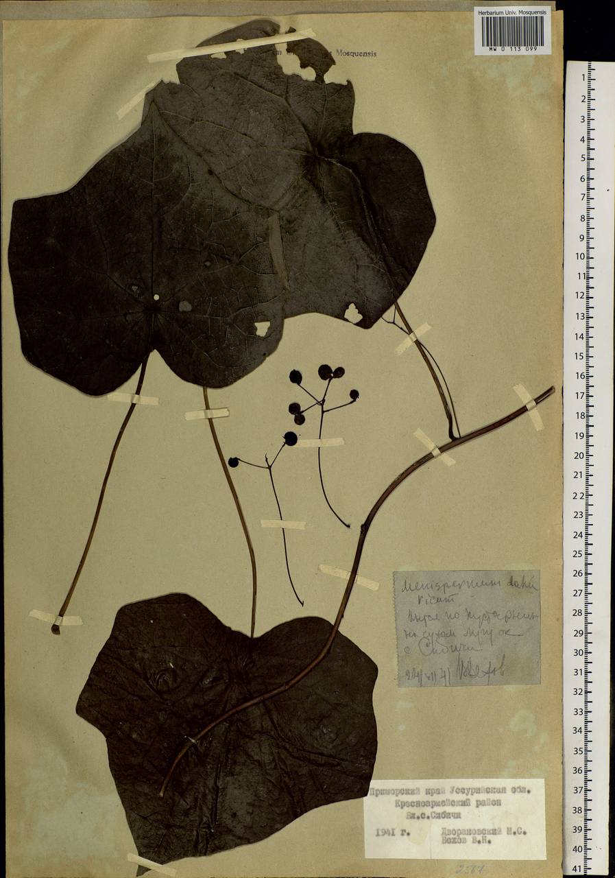 Menispermum dauricum DC., Siberia, Russian Far East (S6) (Russia)