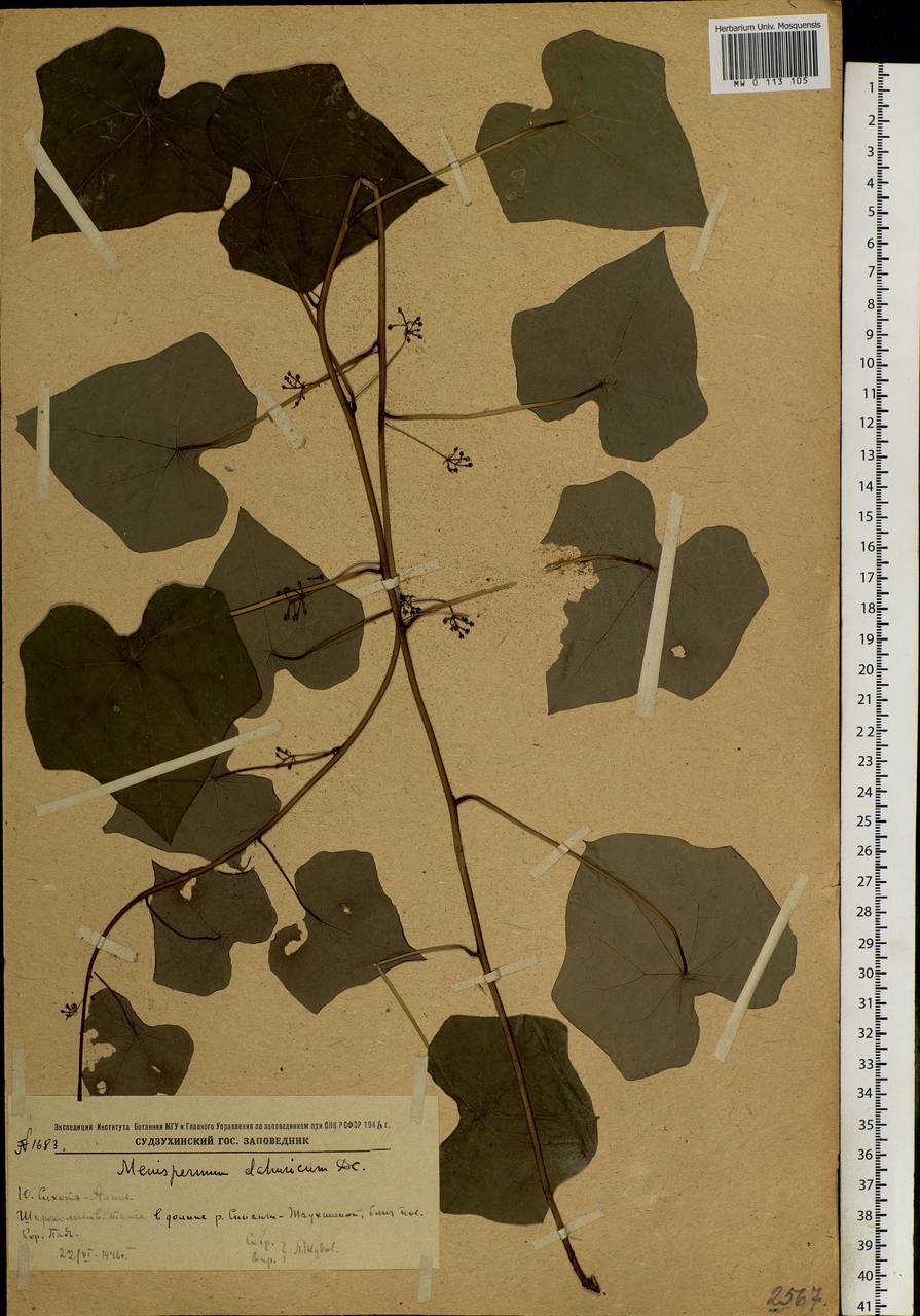 Menispermum dauricum DC., Siberia, Russian Far East (S6) (Russia)