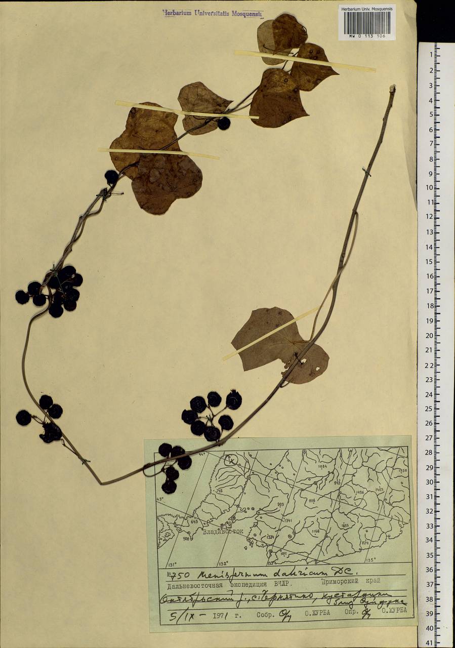 Menispermum dauricum DC., Siberia, Russian Far East (S6) (Russia)