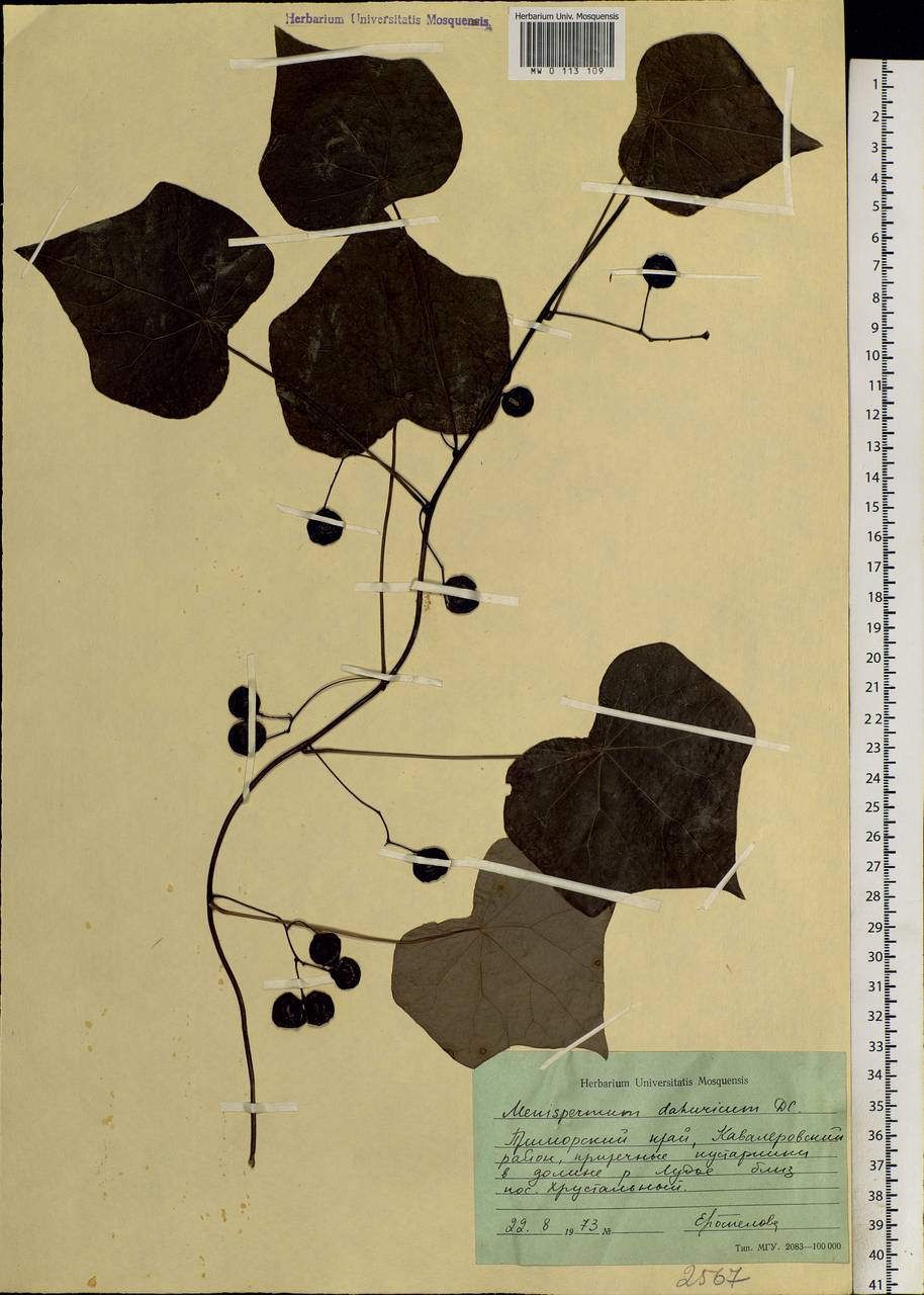 Menispermum dauricum DC., Siberia, Russian Far East (S6) (Russia)