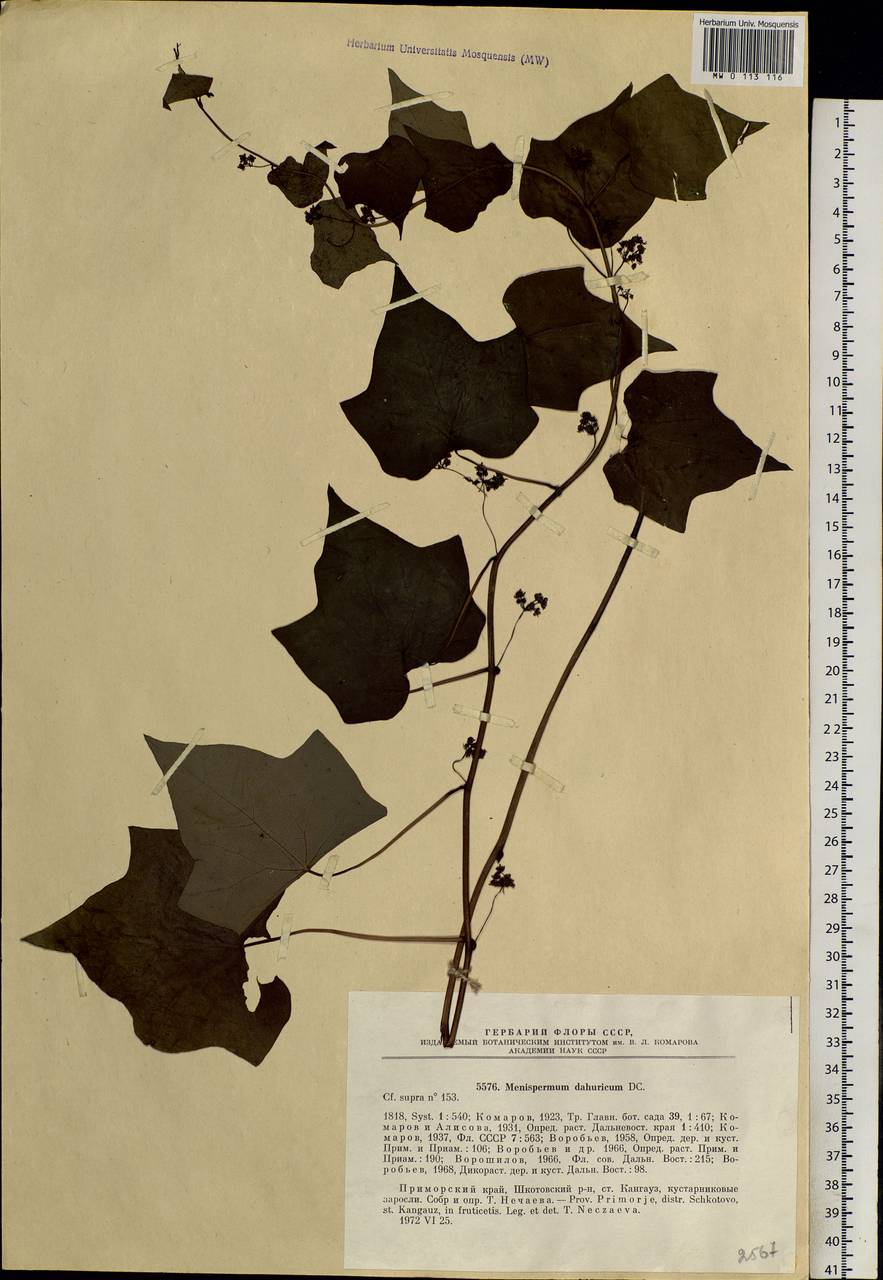 Menispermum dauricum DC., Siberia, Russian Far East (S6) (Russia)