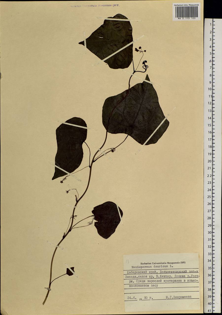 Menispermum dauricum DC., Siberia, Russian Far East (S6) (Russia)