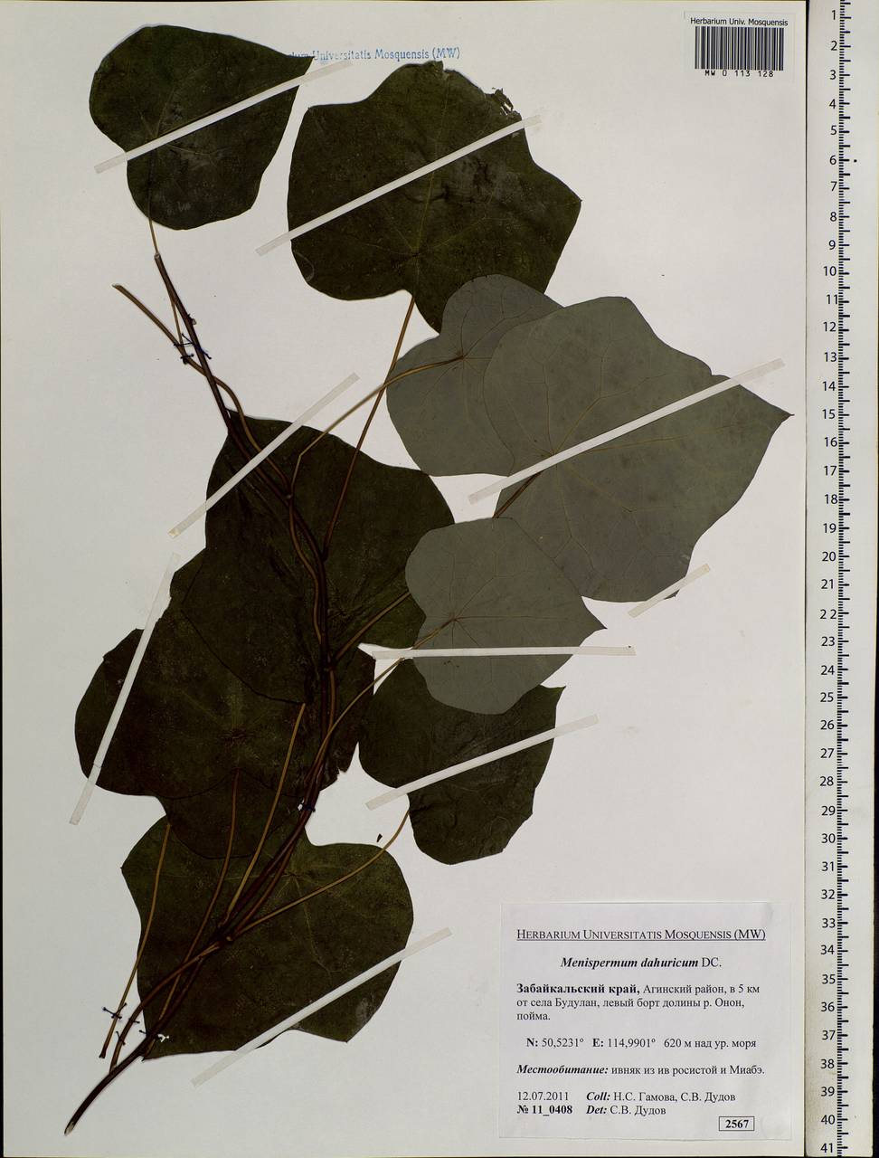 Menispermum dauricum DC., Siberia, Baikal & Transbaikal region (S4) (Russia)