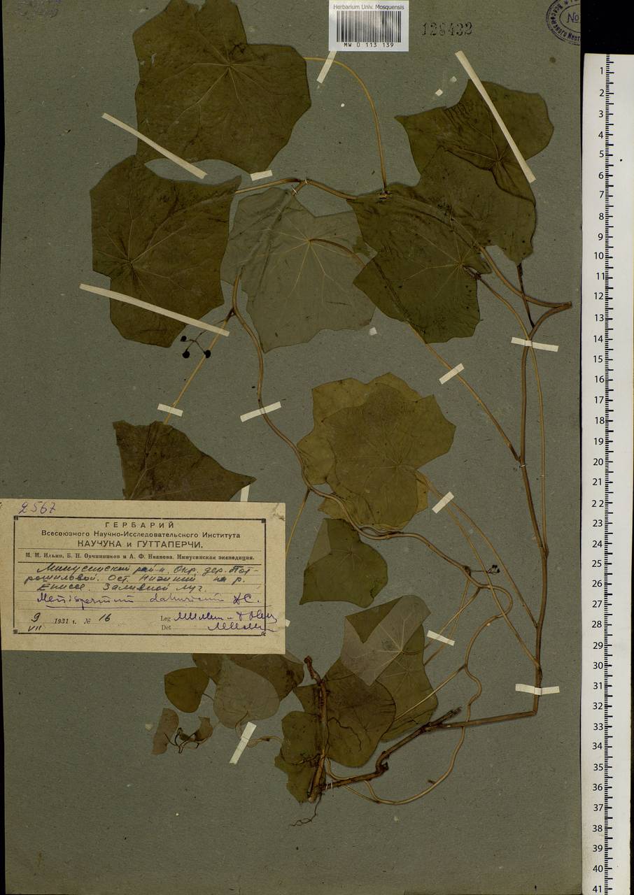 Menispermum dauricum DC., Siberia, Altai & Sayany Mountains (S2) (Russia)