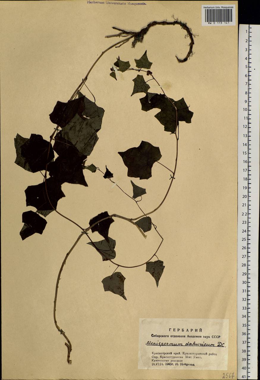 Menispermum dauricum DC., Siberia, Altai & Sayany Mountains (S2) (Russia)