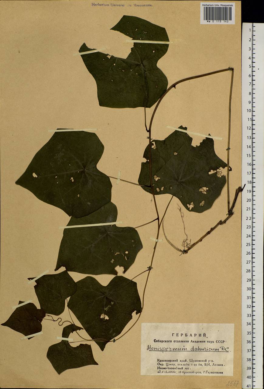 Menispermum dauricum DC., Siberia, Altai & Sayany Mountains (S2) (Russia)