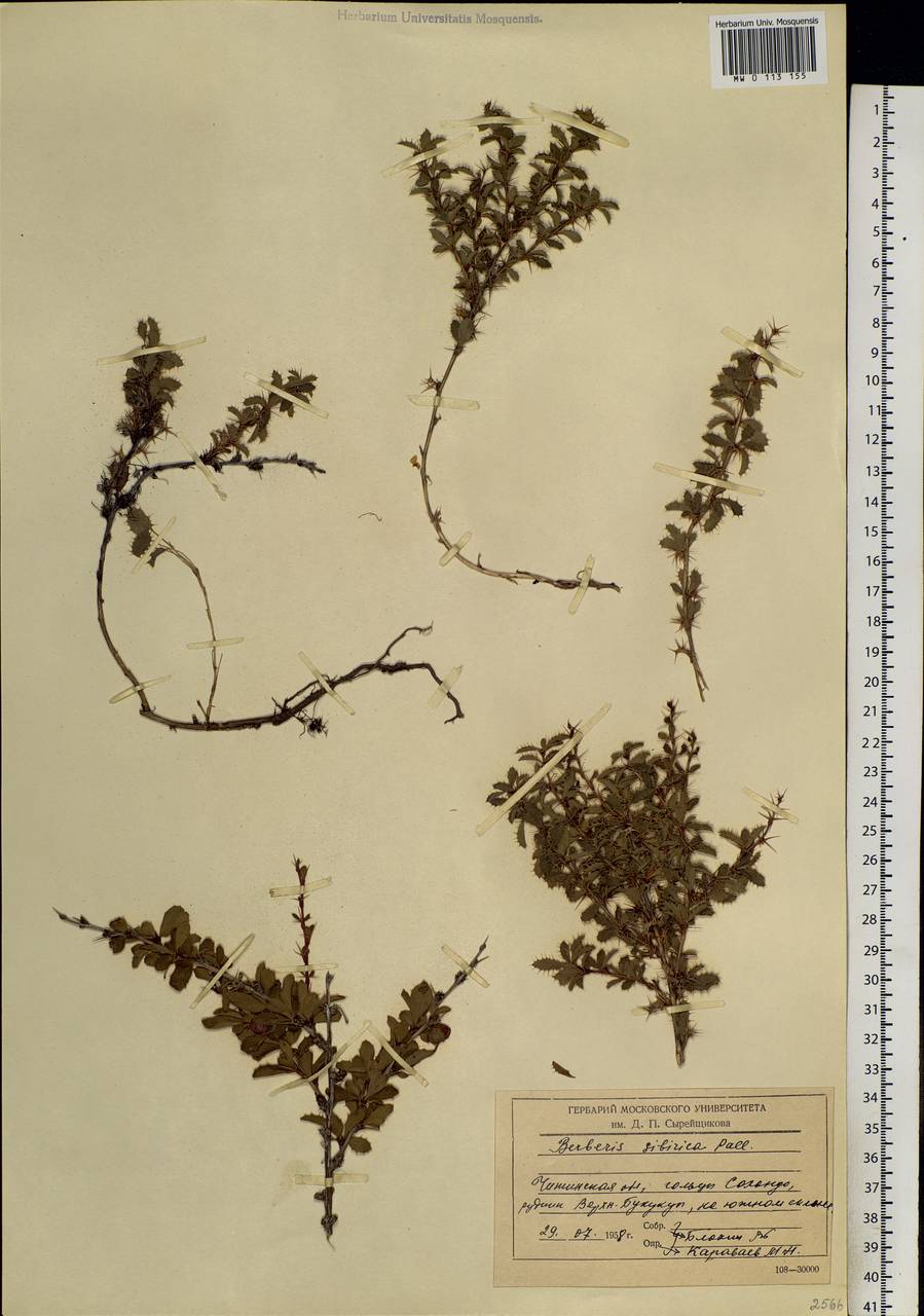 Berberis sibirica Pall., Siberia, Baikal & Transbaikal region (S4) (Russia)