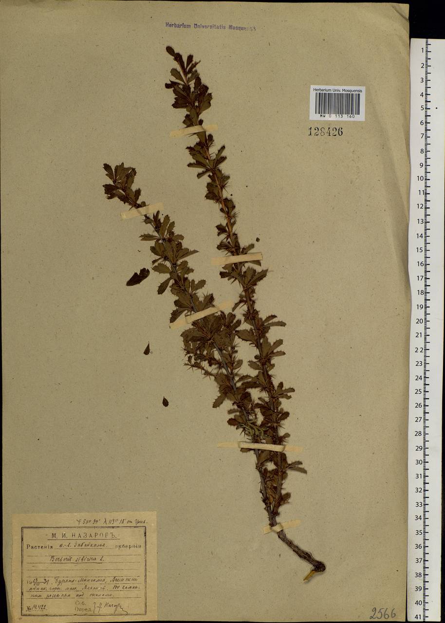 Berberis sibirica Pall., Siberia, Baikal & Transbaikal region (S4) (Russia)