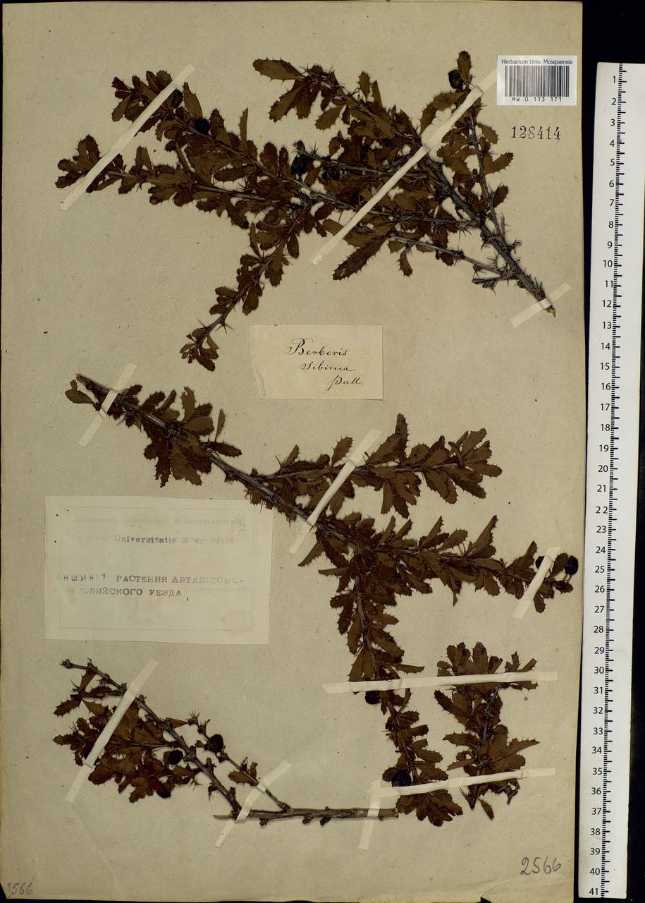 Berberis sibirica Pall., Siberia, Altai & Sayany Mountains (S2) (Russia)