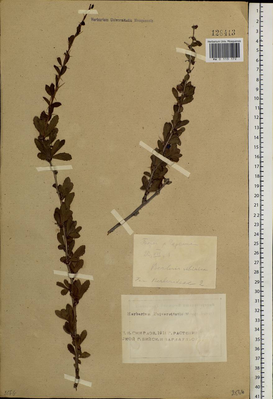 Berberis sibirica Pall., Siberia, Altai & Sayany Mountains (S2) (Russia)