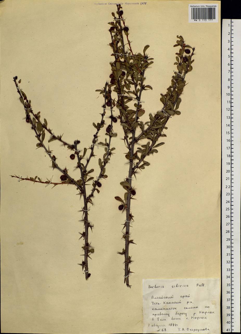 Berberis sibirica Pall., Siberia, Altai & Sayany Mountains (S2) (Russia)