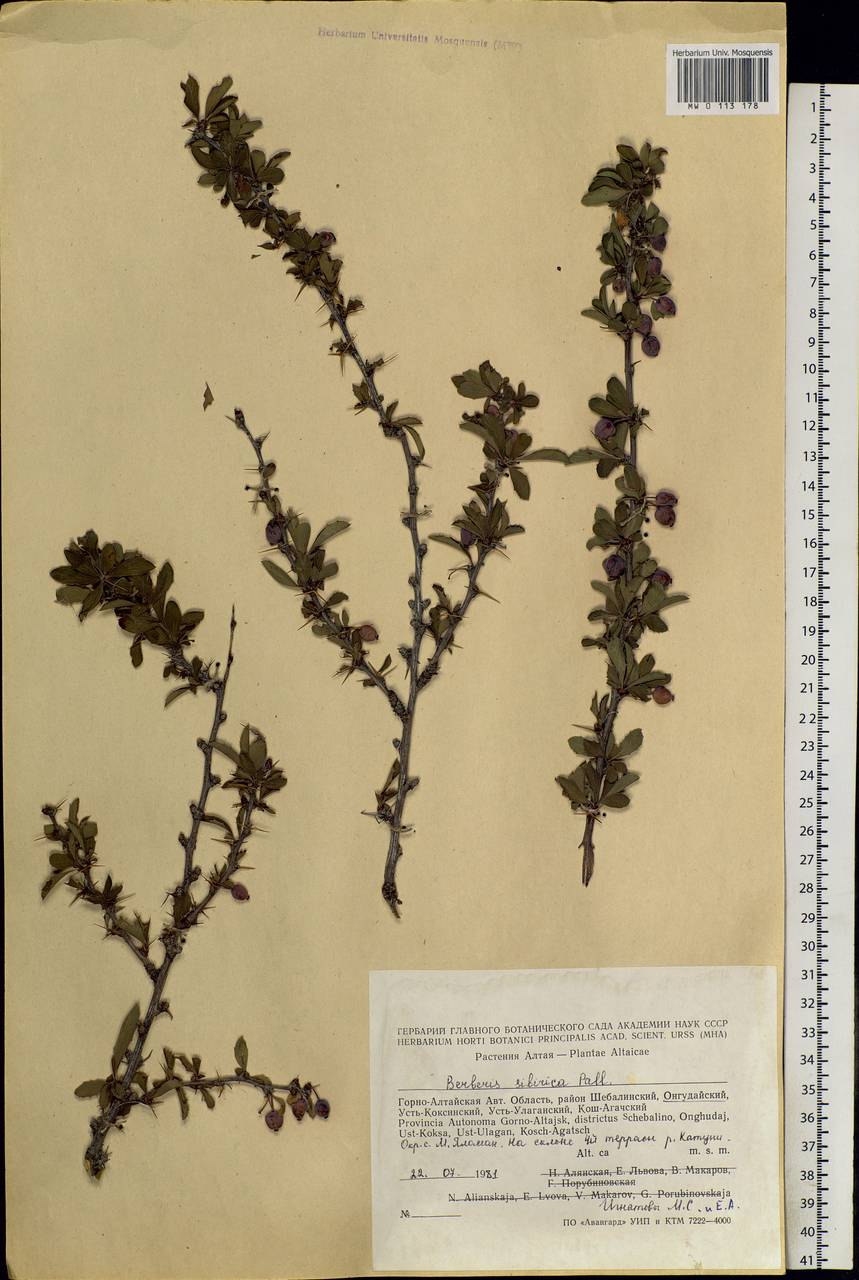 Berberis sibirica Pall., Siberia, Altai & Sayany Mountains (S2) (Russia)