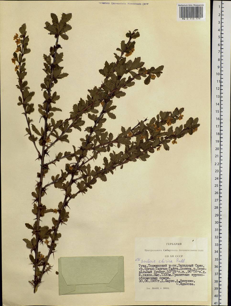 Berberis sibirica Pall., Siberia, Altai & Sayany Mountains (S2) (Russia)