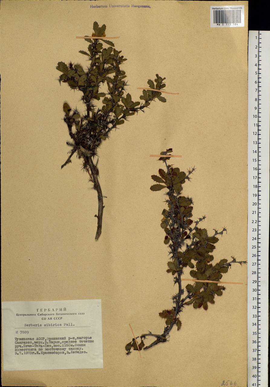 Berberis sibirica Pall., Siberia, Altai & Sayany Mountains (S2) (Russia)