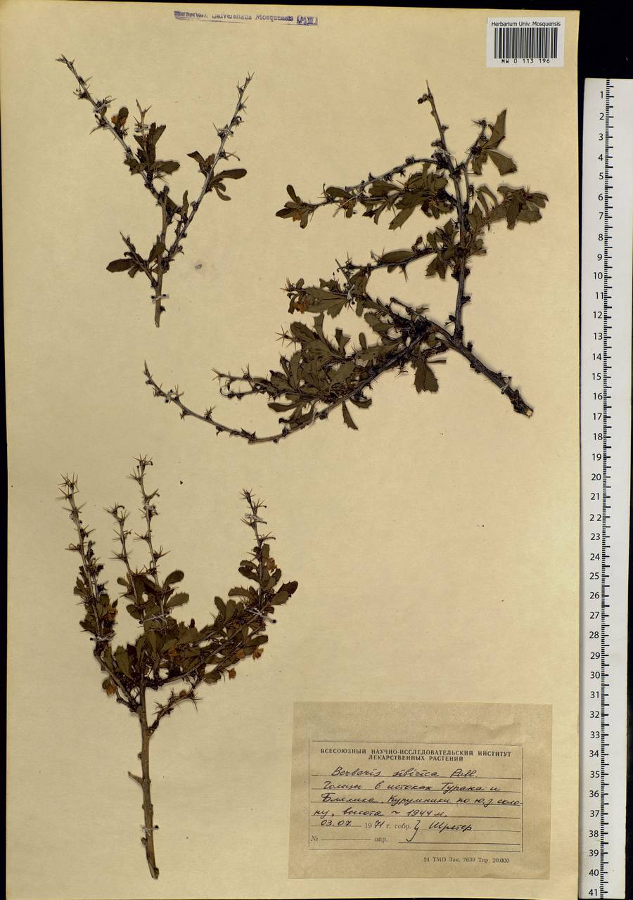 Berberis sibirica Pall., Siberia, Altai & Sayany Mountains (S2) (Russia)
