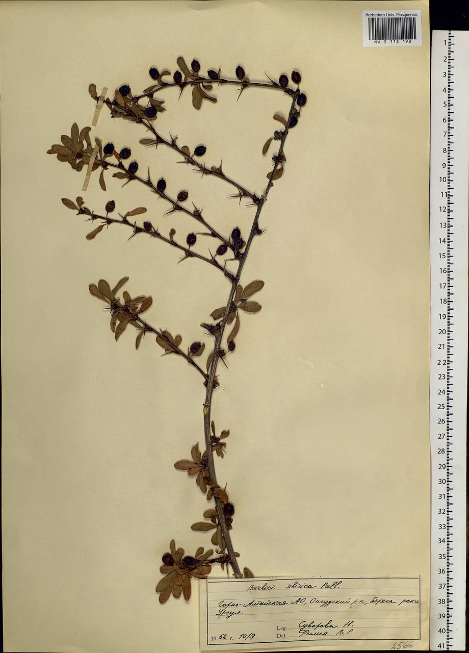 Berberis sibirica Pall., Siberia, Altai & Sayany Mountains (S2) (Russia)