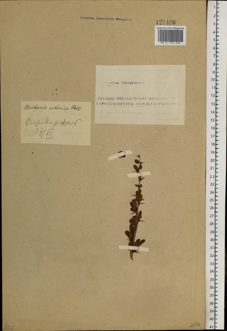 Berberis sibirica Pall., Siberia, Altai & Sayany Mountains (S2) (Russia)