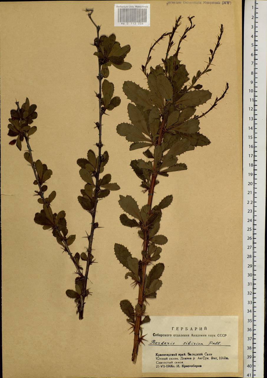 Berberis sibirica Pall., Siberia, Altai & Sayany Mountains (S2) (Russia)
